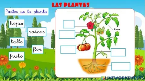 Las plantas