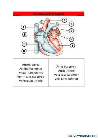 Sistema Cardivascular