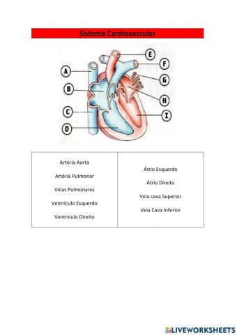 Sistema Cardivascular