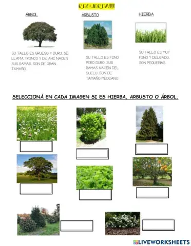Las plantas