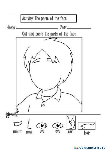 Parts of the face