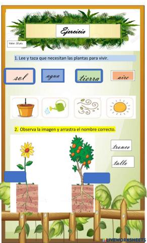 Partes de la planta