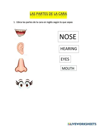 Las partes de la cara en inglés