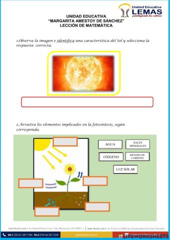 La fotosíntesis ccnn