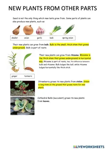 New Plants From Other Parts