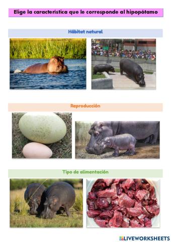 Características del hipopótamo