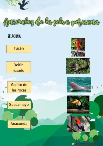 Animales de la selva peruana