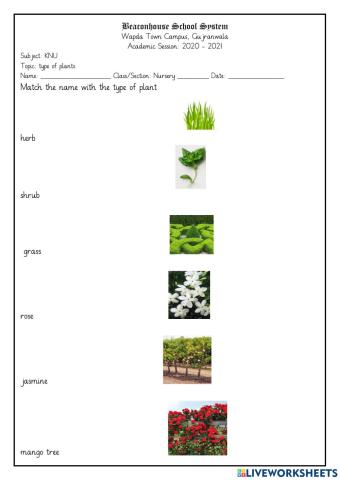 Types of plant
