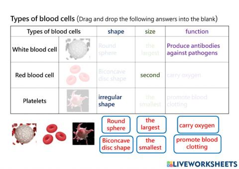 Types of blood cells