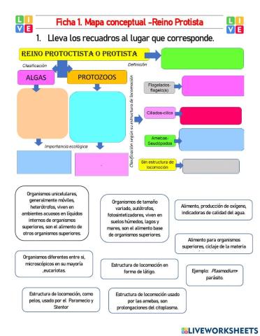 Mapa conceptual Reino Protista