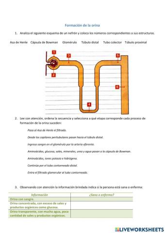 Formación de la orina