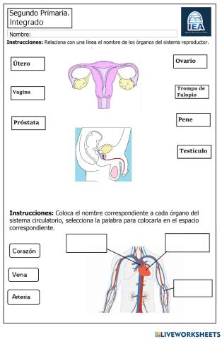 Repaso de sistemas de cuerpo