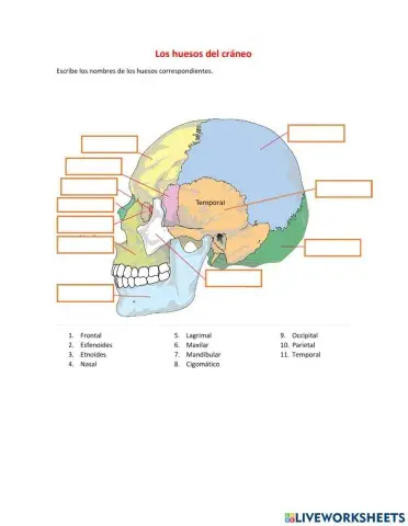 Los huesos del cráneo