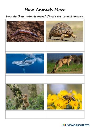 How Animals Move
