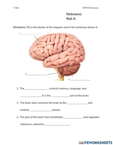 3.4 Label the Brain