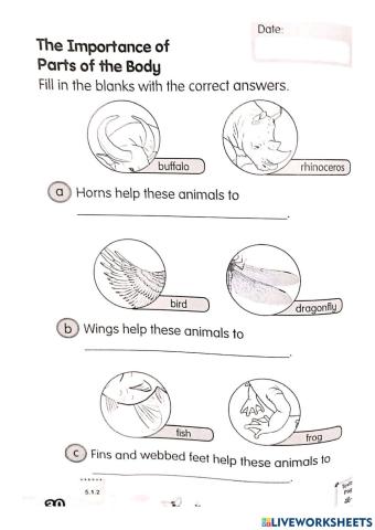 The important of animals body