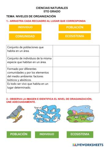 Niveles de organización