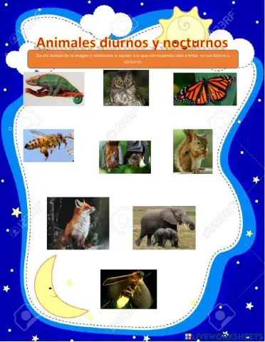 Animales diurnos y nocturnos