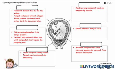 Sains Ting 1 Bab 4.4 : Persenyawaan dan Kehamilan (C)