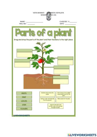 Parts of a plant