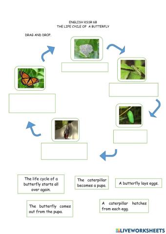 The Life Cycle of a Butterfly