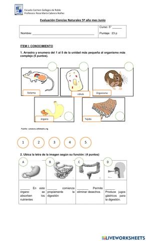 Evaluacion celulas y sistemas