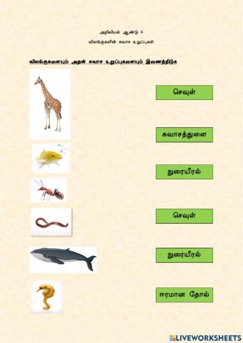 விலங்குகள் - Animals