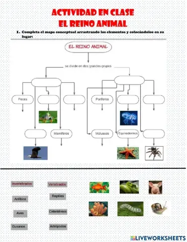 Actividad en clase el reino animal