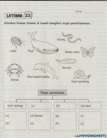 Organ Pernafasan haiwan