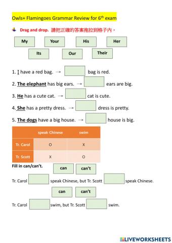 Flamingoes+Owls Grammar Worksheet for 6th exam