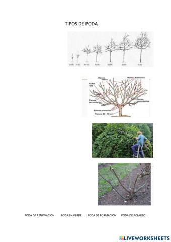 Tipos de poda