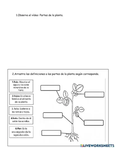 Partes planta