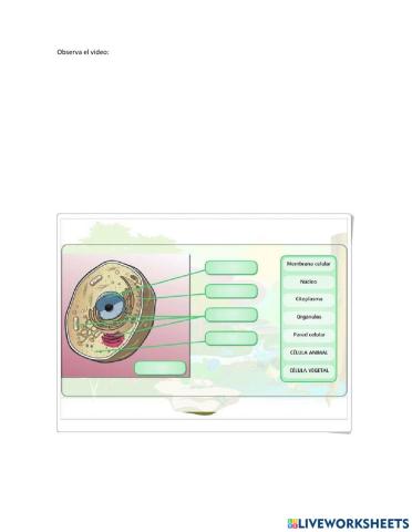 Partes de la célula