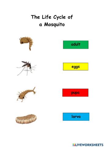 Life Cycle Of Mosquito
