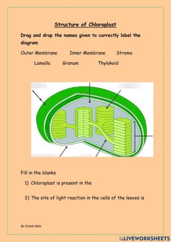 Structure of Chloroplast