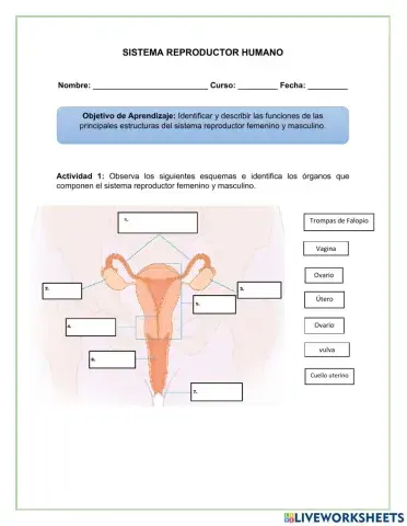 Sistema Reproductor Humano
