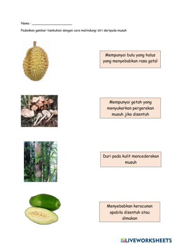Perlindungan tumbuhan daripada musuh