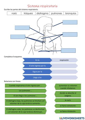 Sistema respiratorio