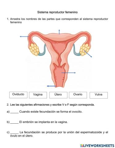 Sistema reproductor femenino