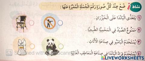 غابات البامبو4