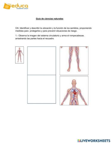 Sistema circulatorio