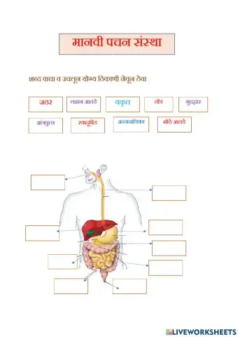 मानवी पचन संस्था