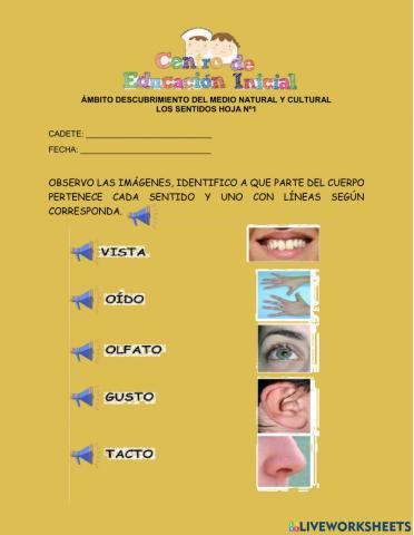 Los órganos de los sentidos