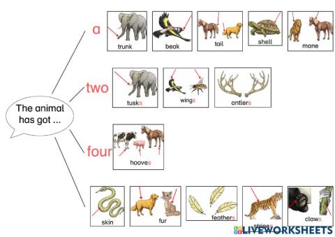 Animal Body Parts