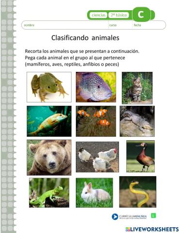 Clasificación de animales