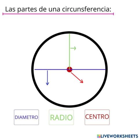 Las partes de una circunferencia