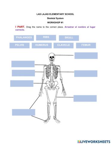 Skeletal system