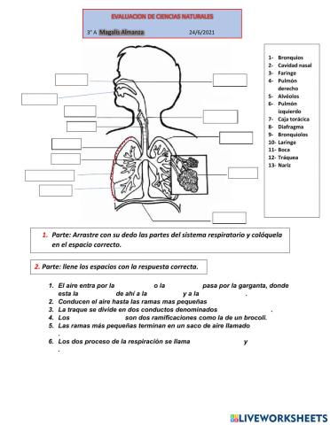Sistema respiratorio