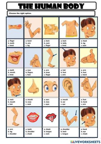 Parts of the body