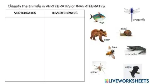 Vertebrates and Invertebrates